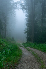 Fototapeta premium A view of a dark forest with fog between the trees
