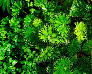 botanical background .bright begonia leaves
