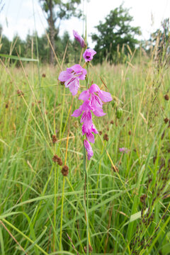 Violet-pink gladiolus growing wild in a green forest meadow