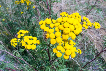 Bees and other insects on the yellow flowers of Tansy