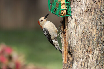 Red-bellied Woodpecker