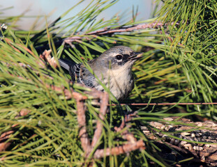 Yellow-rumped warbler