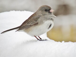 Obraz premium Windblown Dark Eyed Junco Snow