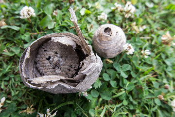 a wasp nest located on a green clover lawn