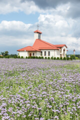 A field of blue flowering phacelia in front of the church in Dyrdy in the parish of Miotek in the diocese of Gliwice