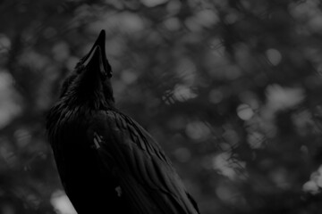 Grayscale shot of a raven in a field in the daylight with a blurry background
