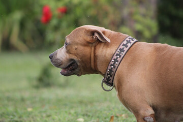 Closeup of the side profile of a pit bull on a leash in a park