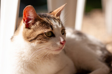 Close-up of a lazy cat preparing to sleep