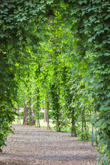 Beautiful green arch, coridor, with antic lamps. Relax, party concept.