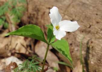 Trillium Flower in Nature