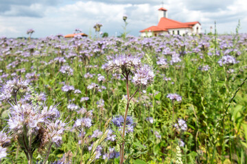 A field of blue flowering phacelia in front of the church in Dyrdy in the parish of Miotek in the diocese of Gliwice