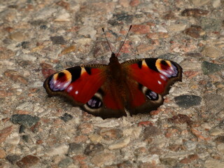 Peacock butterfly (Aglais io) on pebbled road, Gdansk, Poland