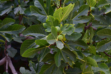 Green figs on the branch of the fig tree.