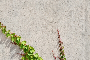 Climbing plant on gray cemented wall. Copy space.