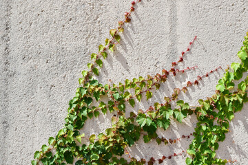 Climbing plant on gray cemented wall. Copy space.