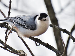 White Breasted Nuthatch 