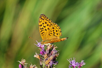 butterfly outdoor on flower (argynnis paphia)