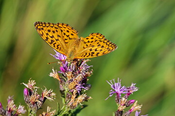 butterfly outdoor on flower (argynnis paphia)