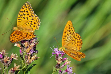 butterfly outdoor on flower (argynnis paphia)