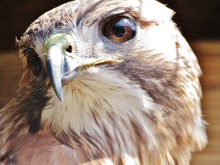 Red Tailed Hawk Close Up Beautiful Eyes 