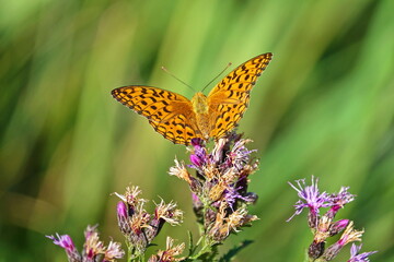 butterfly outdoor on flower (argynnis paphia)