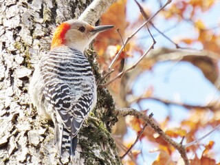 Red Bellied Woodpecker Female 