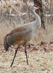 Graceful Sandhill Crane 
