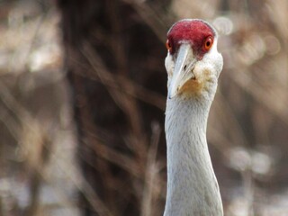 Sandhill Crane Straight On Headshot