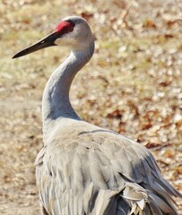Sandhill Crane Portrait
