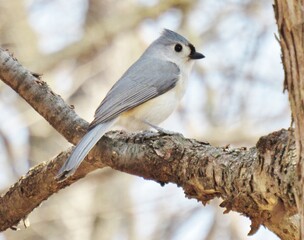 Tufted Titmouse on  Branch