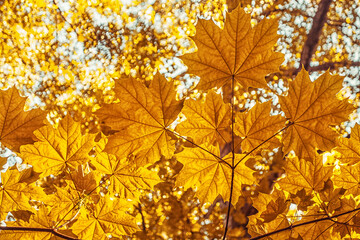 beautiful background of gold maple branches in autumn on a sunny day