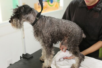 Small black and white miniature schnauzer dog, Schnauzer dog in bathtub