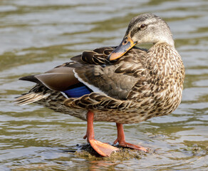 Adult female Mallard standing in a lake. Ed Levin County Park, Santa Clara County, California, USA.