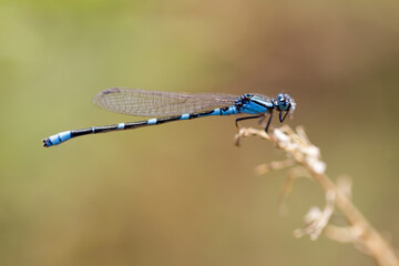 Blue-tailed damselfly male perched on a plant by the lake. Santa Clara County, California, USA.