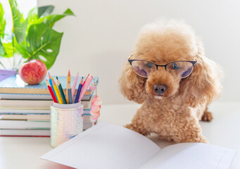 red poodle dog in reading glasses sits on the table with books, pencils, apple and other school supplies, concept of back to school and knowledge day, pet acting like human