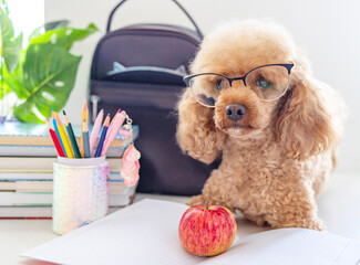 red poodle dog in reading glasses sits on the table with books, pencils, apple and other school...