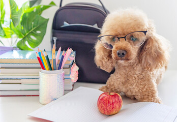 red poodle dog in reading glasses sits on the table with books, pencils, apple and other school supplies, concept of back to school and knowledge day, pet acting like human