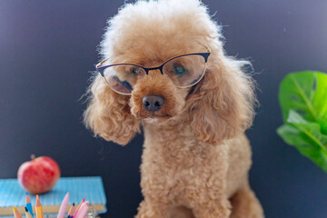 red poodle dog in reading glasses sits on the background of blackboard with books, globe, pencils, apple and other school supplies, concept of back to school and knowledge day, pet acting like human