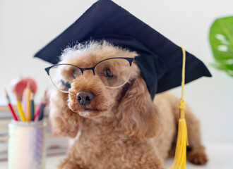 red poodle dog in reading glasses and in a graduate cap sits  with books, pencils, apple and other school supplies, concept of back to school and knowledge day, pet acting like human