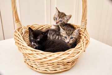 trois chatons dans un panier en osier 