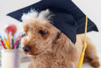 red poodle dog in reading glasses and in a graduate cap sits  with books, pencils, apple and other school supplies, concept of back to school and knowledge day, pet acting like human