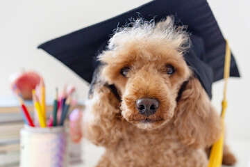red poodle dog in reading glasses and in a graduate cap sits  with books, pencils, apple and other school supplies, concept of back to school and knowledge day, pet acting like human