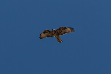 eagle flying over the blue sky in summer