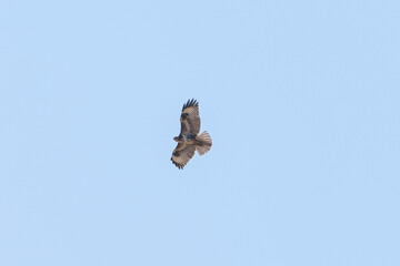 eagle flying over the blue sky in summer
