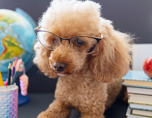 red poodle dog in reading glasses sits on the background of blackboard with books, globe, pencils, apple and other school supplies, concept of back to school and knowledge day, pet acting like human