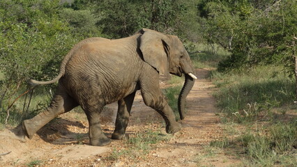Safari no Kruger Park &Aacute;frica do Sul