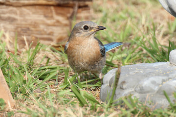 Eastern Bluebird
