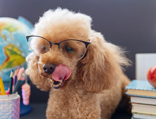 red poodle dog in reading glasses sits on the background of blackboard with books, globe, pencils, apple and other school supplies, concept of back to school and knowledge day, pet acting like human