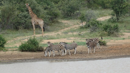Fototapeta na wymiar Kruger Park - África do Sul - 02-10-2017 - Safari
