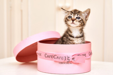 mignon chaton tigré caché jouant dans une boîte rose dans l'intérieur d'une maison 